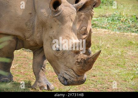 Weißes Rhinozerus (Ceratotherium simum) im Uganda Wildlife Education Centre Entebbe Uganda Stockfoto