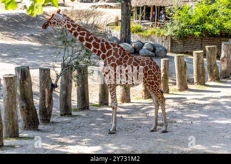 Wunderschöne große Giraffe, die an einem sonnigen Tag spazieren geht. Hochwertige Fotos Stockfoto