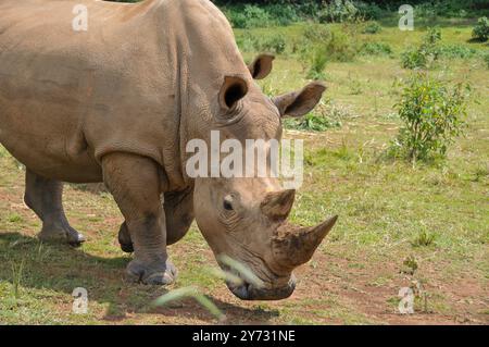 Weißes Rhinozerus (Ceratotherium simum) im Uganda Wildlife Education Centre Entebbe Uganda Stockfoto