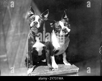 Boston Terriers stehen den Richtern gegenüber. Eine offene Show der Boston Terriers fand heute am Freitag in Waldridges, William Rowe, London statt. Foto-Shows, zwei Typen von Mr. A Talbot Mitchener Seivad Mandy Lou und Alexander Mose bei der Boston Terrier Show heute. 12. Juli 1946 Stockfoto