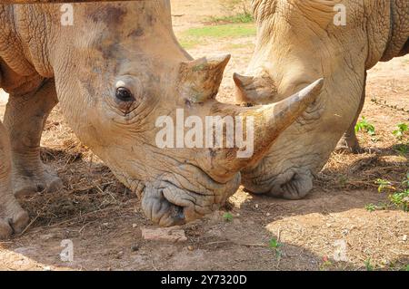 Weißes Rhinozerus (Ceratotherium simum) im Uganda Wildlife Education Centre Entebbe Uganda Stockfoto