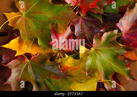 Laub im Park. Herbstlaub von Ahornbäumen. Herbstherbstlaub im Sonnenlicht. Natürlicher Herbsthintergrund. Herbstlicher Hintergrund. Laub, Falli Stockfoto