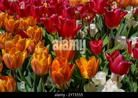 Nahaufnahme hellroter und oranger Tulpen in Blüte Stockfoto