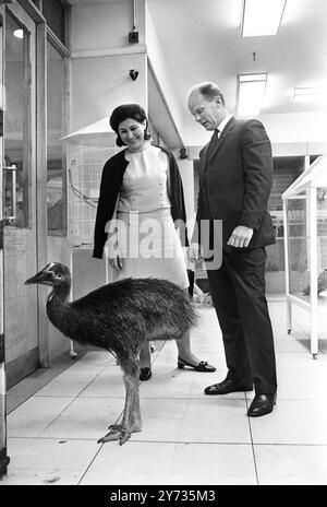 In Harrods London : A Cassowary ( Preis 250 Guineas ) - eines der Artikel, die in der Haustierabteilung des berühmten Londoner Ladens Harrods verkauft werden. 11. Juli 1968 Stockfoto