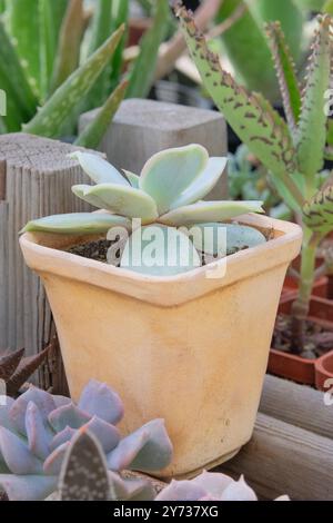 Echeveria elegans. Sukkulenten Pflanzen im Topf im Haus. Grüne Pflanzen zu Hause. Geformte Rosenblätter im Garten. Spitzer Sukkulent. Vertikale Ansicht. Stockfoto