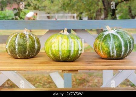 Frischer Kürbis in einem Herbstgarten. Verschiedene Kürbisse auf einem Holztisch gestapelt. Halloween-Symbole. Sonniger Tag. Stockfoto