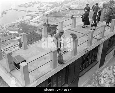 Prinzessin Anne sah, wie sie einem der Affen eine Nuss gab, während andere sich auf einen königlichen Titbit vorbereiten. Gibraltar 11. Mai 1954 Stockfoto