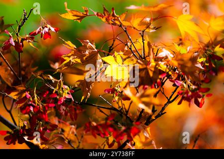 Der Herbst umhüllt den Garten in einen atemberaubenden Wandteppich aus roten und goldenen Blättern und zelebriert die Schönheit der Saison. Stockfoto