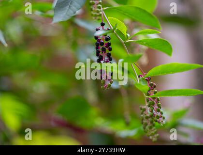 Nahaufnahme der Frucht Phytolacca americana mit violetten, rosa und grünen Beeren. Kokain-Pflanze im Garten in der Herbstsaison. Blumenhintergrund. Stockfoto