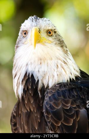 Mit durchdringenden Augen und einer imposanten Präsenz verkörpert der Weißkopfseeadler den Geist der Kraft und Freiheit. Stockfoto