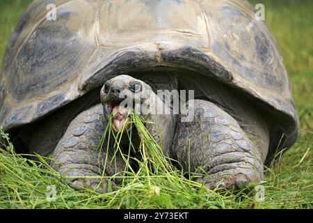 Aldabra Riesenschildkröte, Seychellen Riesenschildkröte (Aldabrachelys gigantea), Erwachsene, Fütterung, Porträt, Seychellen, Afrika Stockfoto