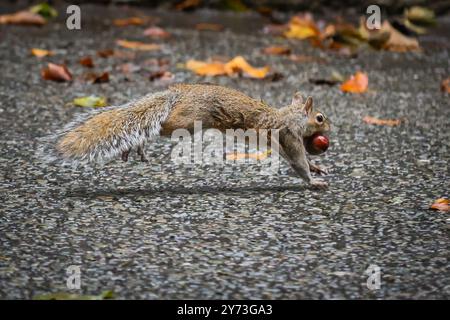 London, Großbritannien. September 2024. Ein kleines Eichhörnchen läuft entlang der Downing Street vor der Nummer 10 mit einem chesnut-Schatz im Mund. An einem dezidiert herbstlichen Tag im Zentrum Londons wurden heute starke Schauerwellen, Blauwind und kältere Temperaturen beobachtet. Quelle: Imageplotter/Alamy Live News Stockfoto