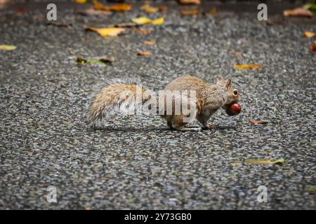 London, Großbritannien. September 2024. Ein kleines Eichhörnchen läuft entlang der Downing Street vor der Nummer 10 mit einem chesnut-Schatz im Mund. An einem dezidiert herbstlichen Tag im Zentrum Londons wurden heute starke Schauerwellen, Blauwind und kältere Temperaturen beobachtet. Quelle: Imageplotter/Alamy Live News Stockfoto