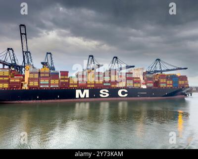 Felixstowe, England – 4. September 2024: MSC-Containerschiff legte in Felixstowe an. Hoch aufragende Kräne entladen die Ladung. Die ruhige Hafenatmosphäre Stockfoto