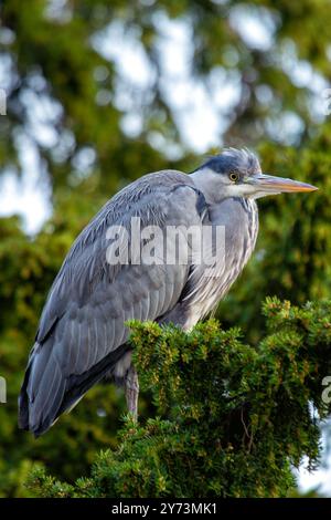 Grauer Reiher im Baum, bekannt für das Nisten in hohen Flecken. Foto in Dublin, Irland. Stockfoto