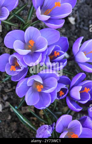Eine Gruppe violetter Krokusse in voller Blüte, von oben dargestellt Stockfoto
