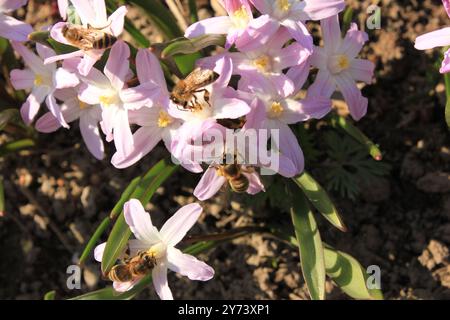 In der Morgensonne sammeln viele Bienen Nektar von Krokussen. Stockfoto