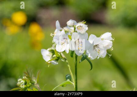 Nahaufnahme der Blüten der weißen Jacobs-Leiter (polemonium caeruleum) in Blüte Stockfoto
