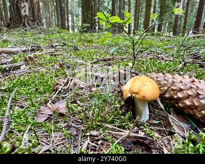 Das Foto zeigt eine Nahaufnahme eines Kiefernzapfens in einem Wald, beleuchtet vom Sommertageslicht. Stockfoto