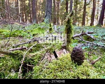 Das Foto zeigt eine Nahaufnahme eines Kiefernzapfens in einem Wald, beleuchtet vom Sommertageslicht. Stockfoto