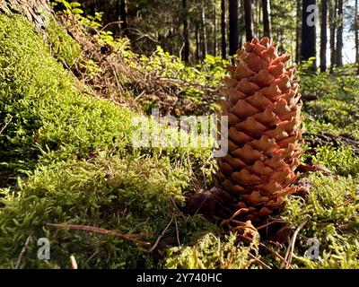 Das Foto zeigt eine Nahaufnahme eines Kiefernzapfens in einem Wald, beleuchtet vom Sommertageslicht. Stockfoto