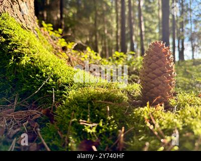 Das Foto zeigt eine Nahaufnahme eines Kiefernzapfens in einem Wald, beleuchtet vom Sommertageslicht. Stockfoto