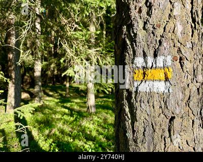 Das Foto zeigt einen Touristenmarker auf einem Baum im Wald. Stockfoto
