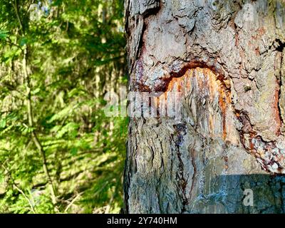 Das Foto zeigt eine Nahaufnahme eines Kiefernzapfens in einem Wald, beleuchtet vom Sommertageslicht. Stockfoto