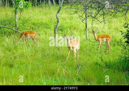 Impala (Aepyceros melampus) im Lake Mburo National Park - Uganda Stockfoto