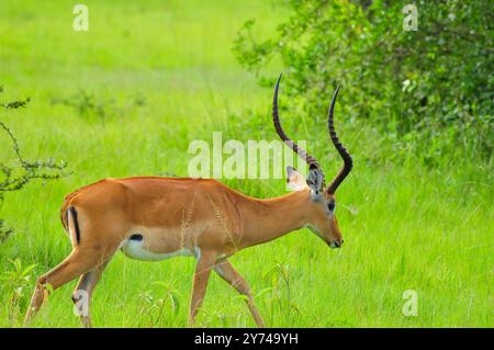 Impala (Aepyceros melampus) im Lake Mburo National Park - Uganda Stockfoto