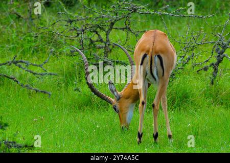 Impala (Aepyceros melampus) im Lake Mburo National Park - Uganda Stockfoto