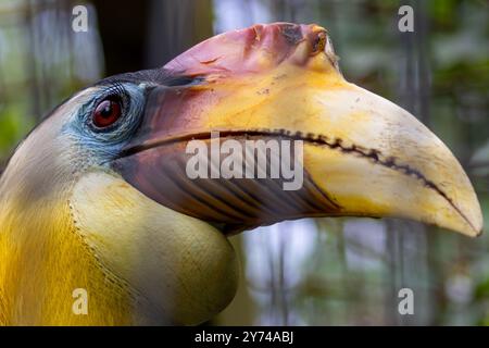 Der zerknitterte Nashornvogel, ein fruchtfressender Vogel, lebt in tropischen Regenwäldern. Foto in Südostasien Stockfoto