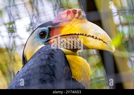 Der zerknitterte Nashornvogel, ein fruchtfressender Vogel, lebt in tropischen Regenwäldern. Foto in Südostasien Stockfoto