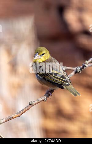 Dorfleber, ein Samenfresser, baut Nester in Kolonien. Foto gemacht in Afrika südlich der Sahara. Stockfoto