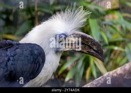 Der Weißkrone Nashornvogel, ein Frugivore und Insektenfresser, lebt in dichten Regenwäldern. Foto in Südostasien. Stockfoto