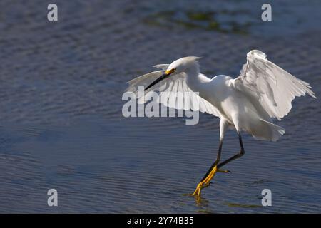 Schneebedeckte Egret landet anmutig mit goldenen Füßen im Wasser der Küstenlagune im Bolsa Chica Reserve in Huntington Beach, Kalifornien, USA Stockfoto