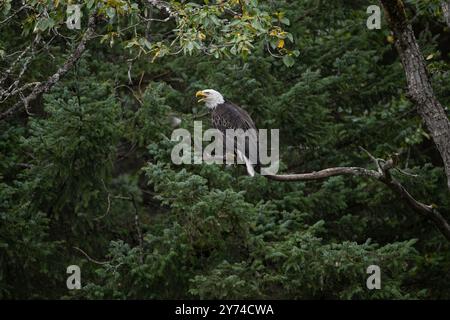 Der Weißkopfseeadler ruft, während er auf einem Baum in Kachemak Bay in Alaska sitzt Stockfoto