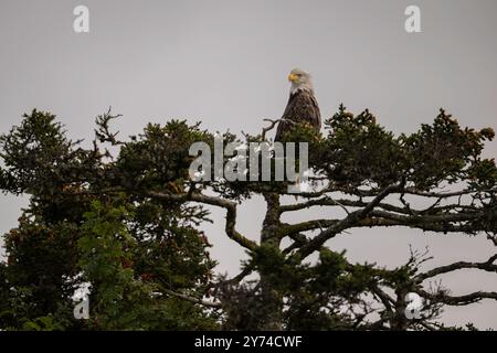 Weißkopfseeadler auf einem Baum in Kachemak Bay Alaska Stockfoto