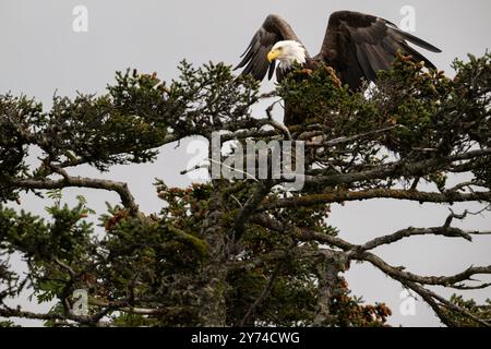 Weißkopfseeadler, der auf einem Baum in Kachemak Bay in Alaska sitzt Stockfoto