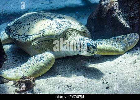 Grüne Meeresschildkröte (Chelonia mydas) am Georgia Aquarium in der Innenstadt von Atlanta, Georgia. (USA) Stockfoto