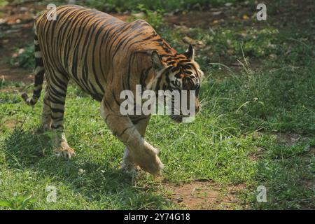 Ein sumatranischer Tiger wandert im Busch herum und beobachtet die Umgebung Stockfoto