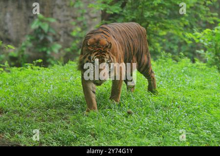 Ein sumatranischer Tiger wandert im Busch herum und beobachtet die Umgebung Stockfoto