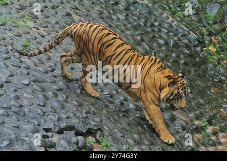 Ein bengalischer Tiger wandert ruhig auf steilen Felsen Stockfoto