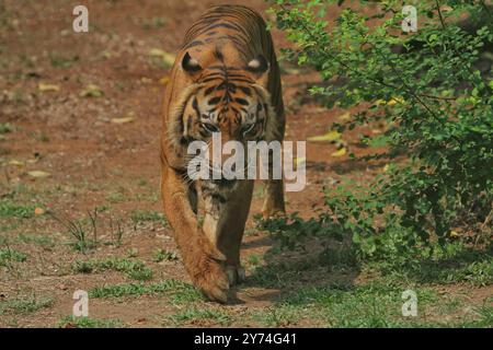 Ein sumatranischer Tiger wandert im Busch herum und beobachtet die Umgebung Stockfoto