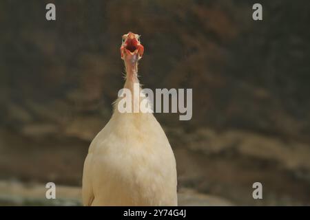 Ein Guineafeul starrte nach vorne und krähte Stockfoto