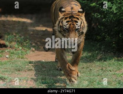 Ein sumatranischer Tiger wandert im Busch herum und beobachtet die Umgebung Stockfoto