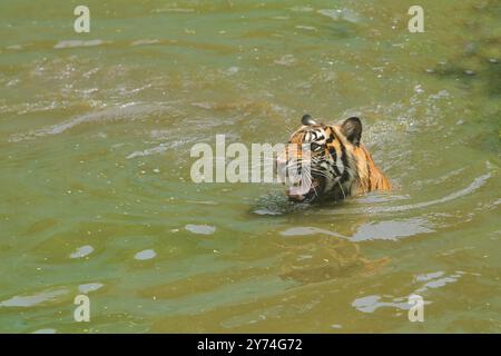 Ein Sumatra-Tiger tränkt sich in einem Teich, während er sich wütend umsieht Stockfoto