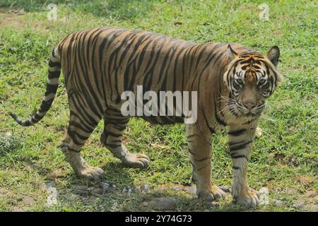 Ein sumatranischer Tiger wandert im Busch herum und beobachtet die Umgebung Stockfoto