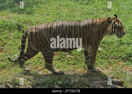 Ein sumatranischer Tiger wandert im Busch herum und beobachtet die Umgebung Stockfoto