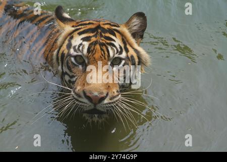 Ein Sumatra-Tiger tränkt sich in einem Teich, während er sich wütend umsieht Stockfoto